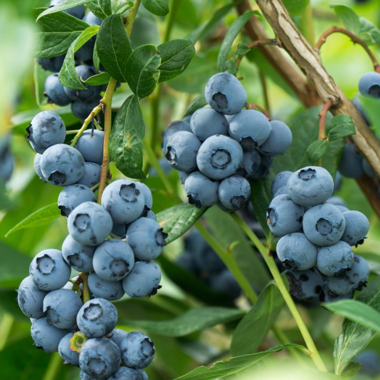blueberries-1280